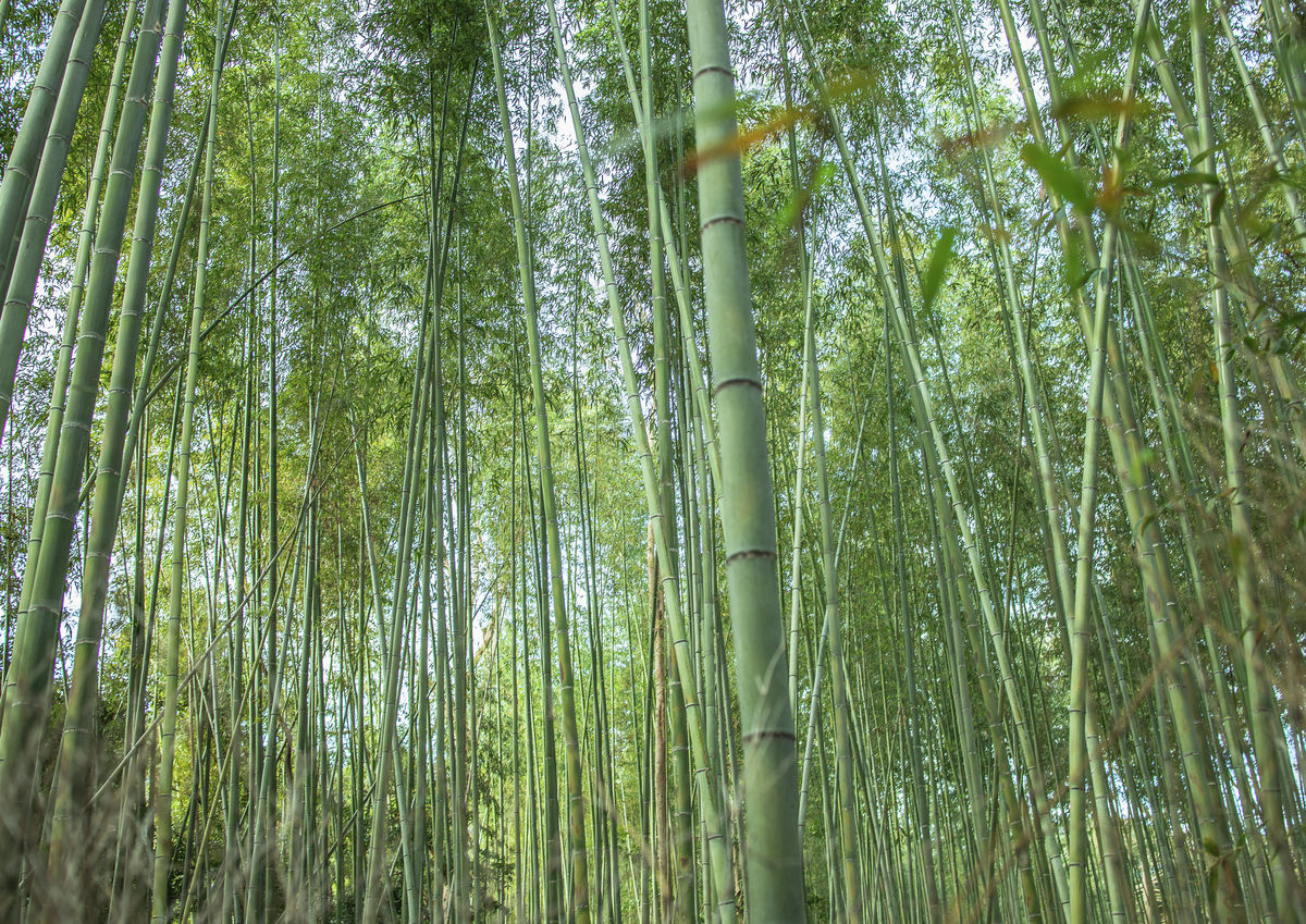 Kyoto Bamboo Forest